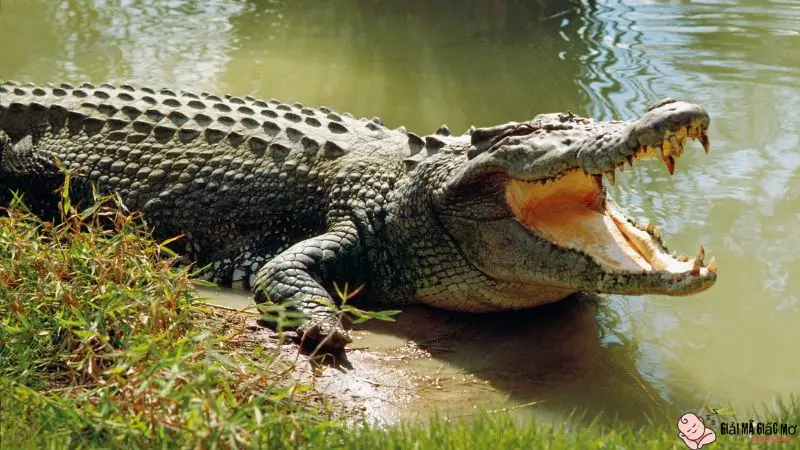 Ngủ mơ thấy bắt được cá sấu